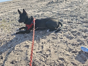 Sibirisches Husky Mix Mädchen  Bild 3