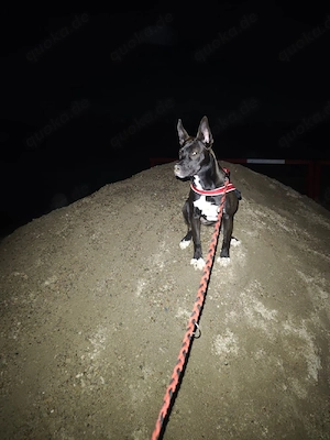 Sibirisches Husky Mix Mädchen 