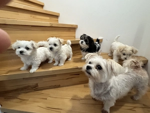 Süße Welpen suchen ein liebevolles Zuhause 