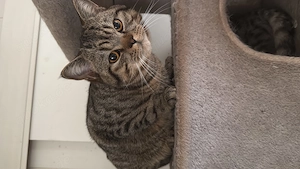 bkh katzen in liebevollen Händen Abzugeben