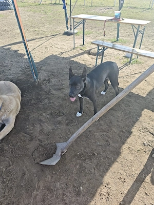 Sibirisches Husky Mix Mädchen  Bild 2