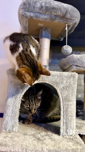 Katzen suchen ein liebevolles Zuhause