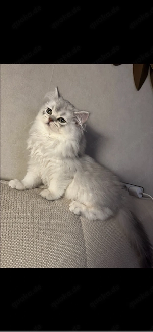 blh katze chinchilla