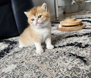 BKH Kitten (21.02.) - seltene Farbe, verspielt & gesund