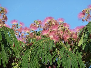 Albizia, Seidenbaum