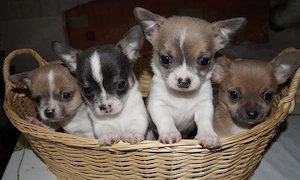 Chihuahua Welpen 