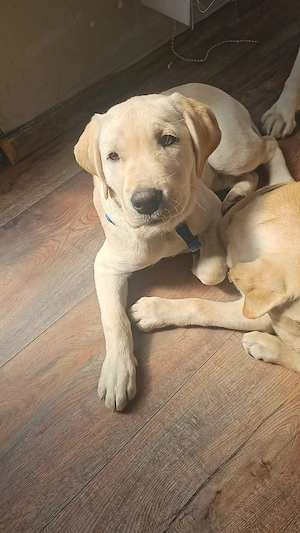 Reinrassiger Labrador Mädchen und Rüde - Welpe Bild 6