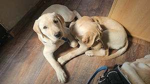 Reinrassiger Labrador Mädchen und Rüde - Welpe Bild 5