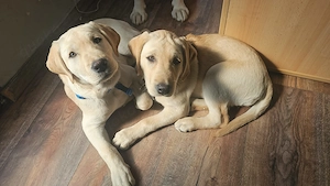 Reinrassiger Labrador Mädchen und Rüde - Welpe