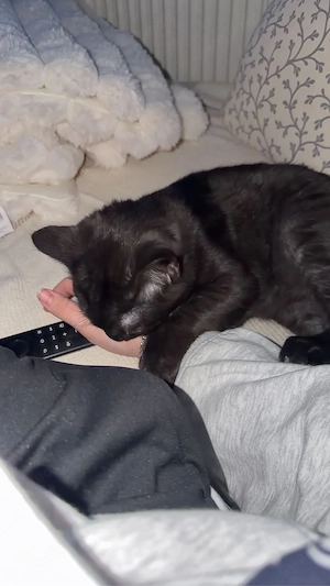 Junger verschmuster Kater zu verkaufen!