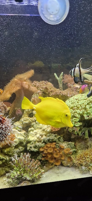 Hawaii Doktorfisch Meerwasser Fisch