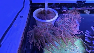 Sunburst Anemonen Meerwasser