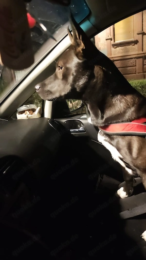 Sibirisches Husky Mix Mädchen  Bild 5