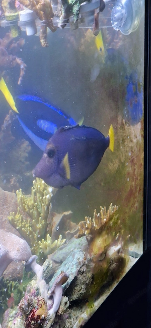 Rotmeer Doktorfisch Meerwasser Fisch