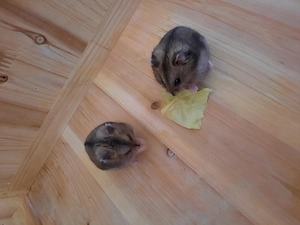 Gesunde junge Hamster