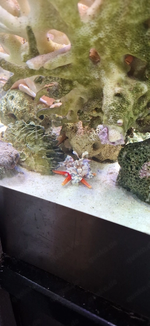 Harlekingarnele Meerwasser