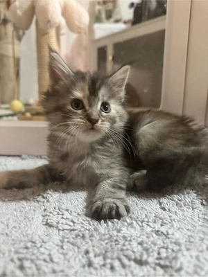 maine coon Glückskatze Kitten 