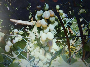 Tafeltraube Katharina