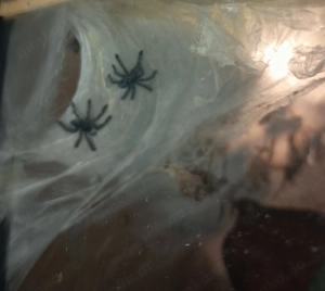 Caribena versicolor NZ