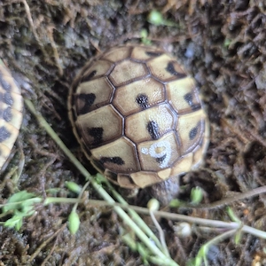 Grieschiche Landschildkröten Nachzuchten 2025 mit Cites