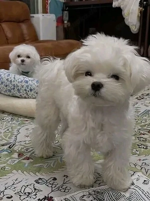 Malteserwelpen zur Adoption 
