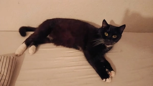 Ich gebe meine 3 Katzen ab.