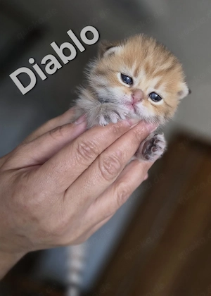 Wunderschöne Einzigartige BKH kitten 