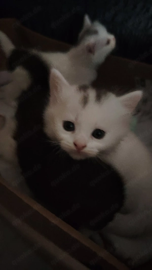 Kitten zum Verkauf 