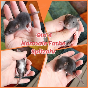 Ratten Babys super verschmust und total kinderlieb 