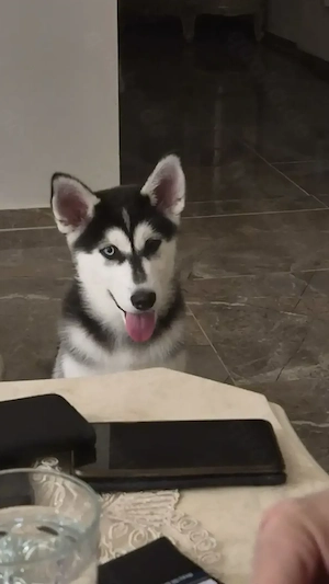 Siberian Husky welpe Rüde