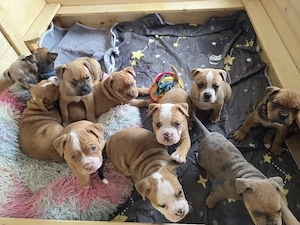 Old Englisch Bulldog Welpen mit Ahnentafeln 