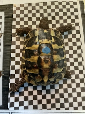 Griechische Landschildkröte 2022