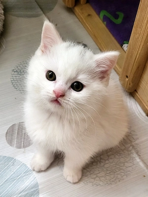 Wunderschönes Flauschebärchen