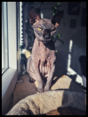 Ein liebevolles für immer Zuhause gesucht 