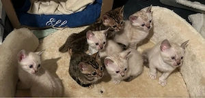 Wunderschöne Bengal Kitten abzugeben (Snow & Brown Spotted)