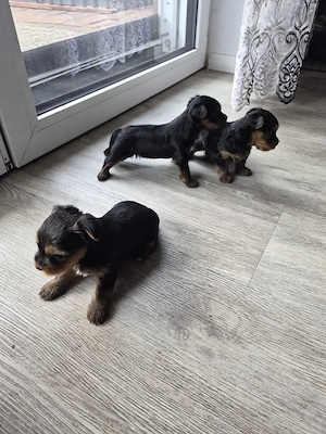 Verkaufe Süse Yorkshier Terrier Bild 7