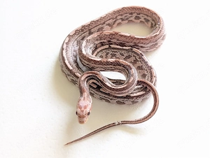 Kornnatter  1.0 Tessera Coral red Factor tessera ghost 