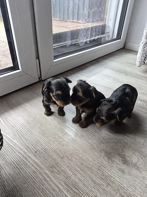 Verkaufe Süse Yorkshier Terrier Bild 4