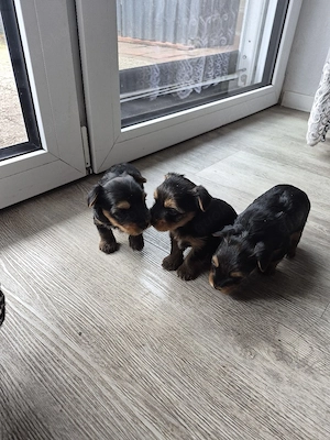 Verkaufe Süse Yorkshier Terrier Bild 3