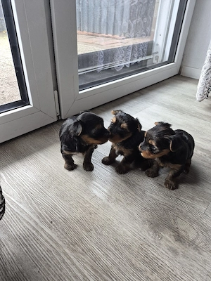 Verkaufe Süse Yorkshier Terrier Bild 5