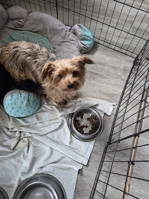 Verkaufe Süse Yorkshier Terrier Bild 10