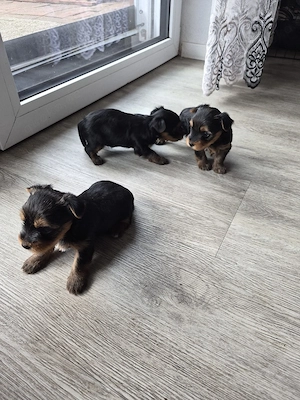 Verkaufe Süse Yorkshier Terrier Bild 9