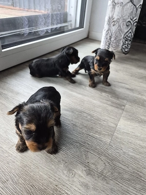 Verkaufe Süse Yorkshier Terrier Bild 2