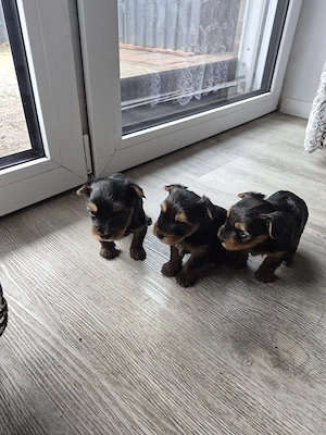 Verkaufe Süse Yorkshier Terrier Bild 8