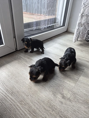 Verkaufe Süse Yorkshier Terrier Bild 6
