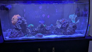 Komplettes Meerwasser Aquarium 123L   MIT Besatz