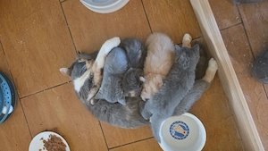 Zuckersüsse BKH Kitten mit Stammbaum aus seriöser Zucht!!!!!!!!!!!!