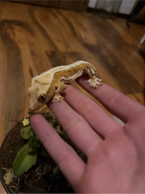 Kronengecko Jungtier (Lilly White)