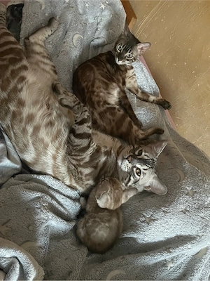  Bengal Kater sucht neues Zuhause Bild 4