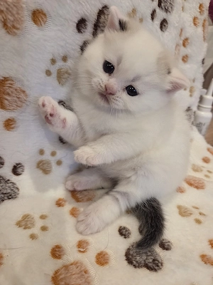 Britisch Kurzhaar Mädchen 